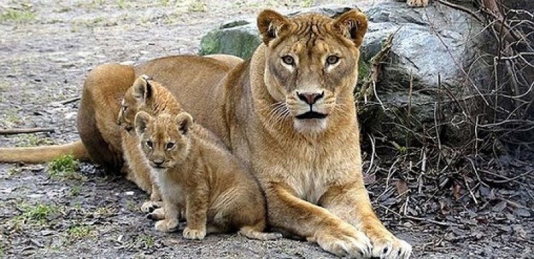 Copenhagen Zoo Lions